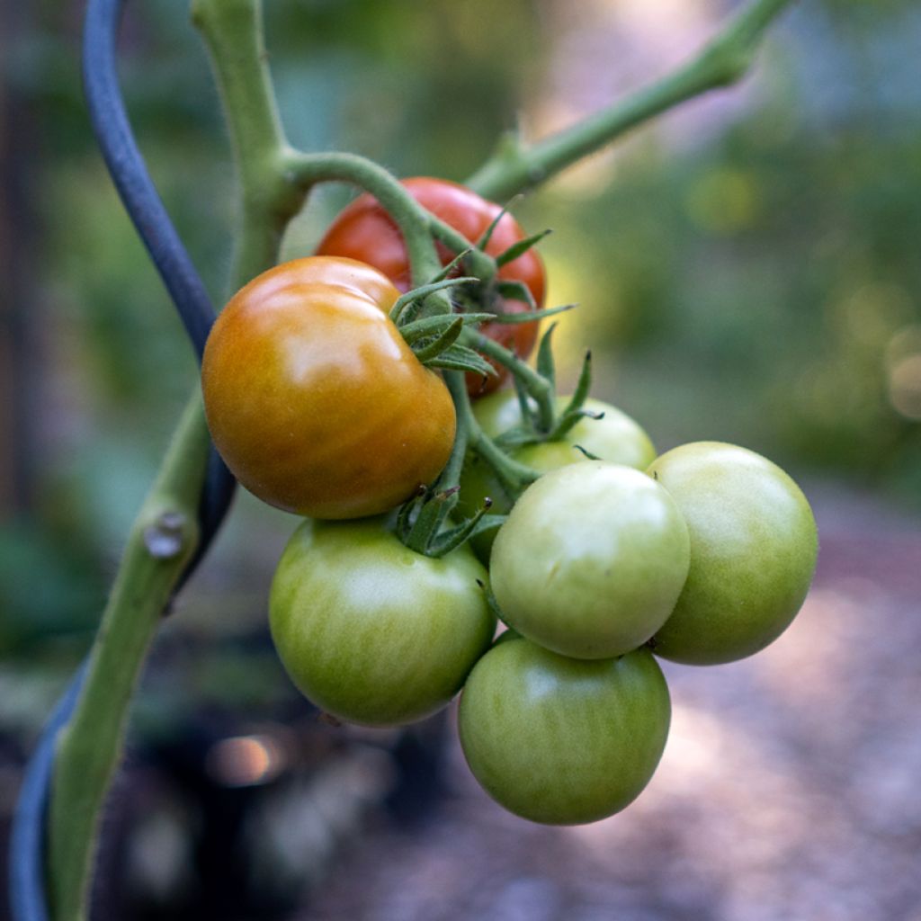 Pomodoro a grappolo Matina BIO (semi)