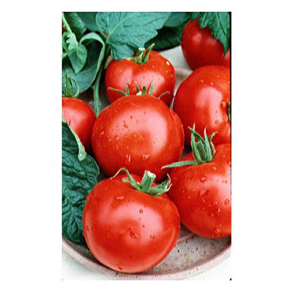 Tomate Montfavet 63-5 F1