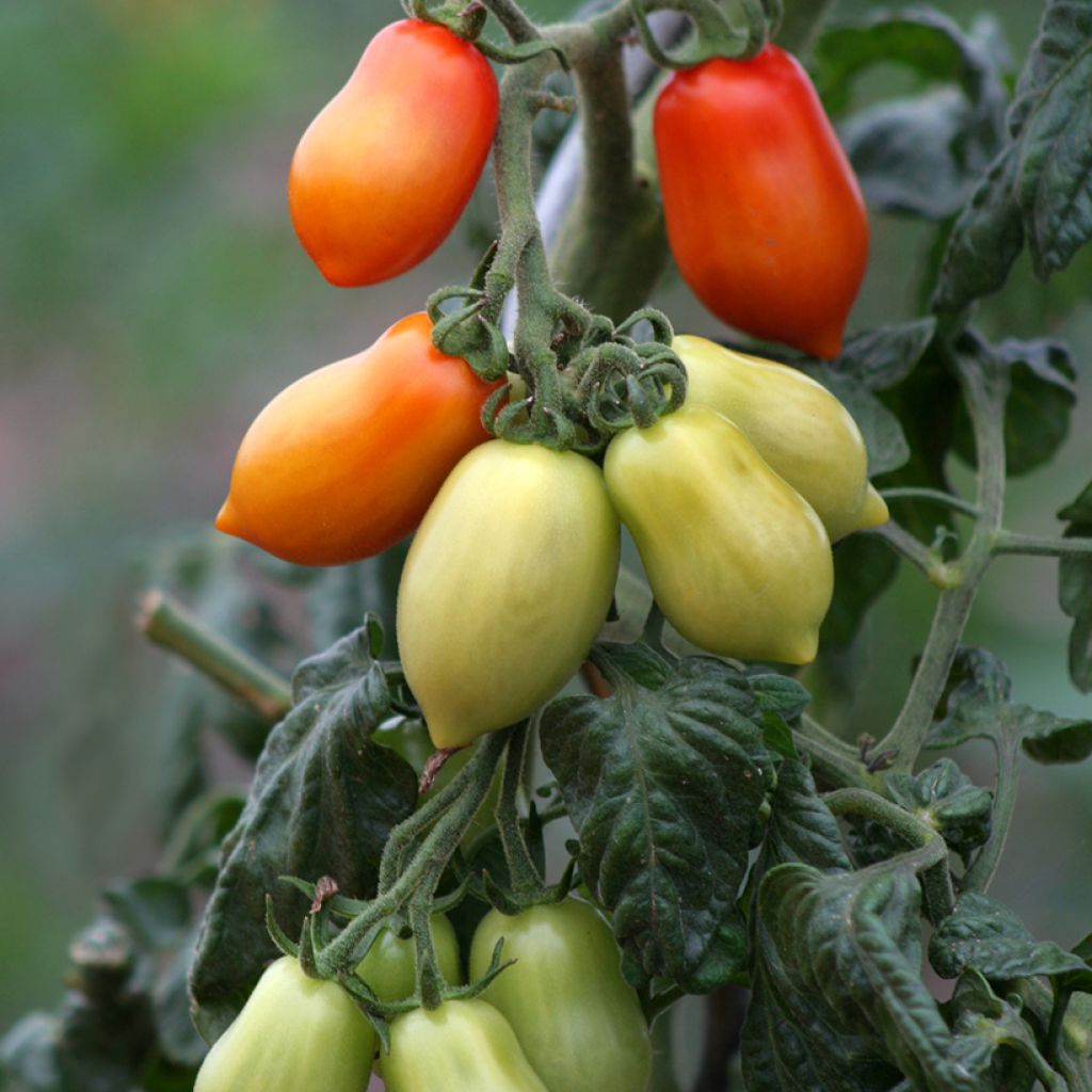 Pomodoro lungo San Marzano 2 Bio (semi)