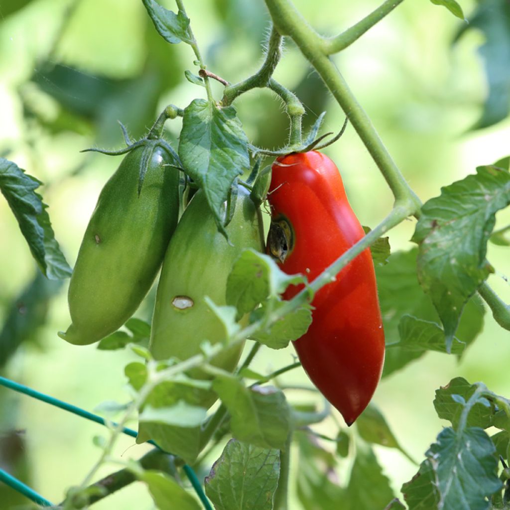 Pomodoro lungo San Marzano 2 Bio (semi)