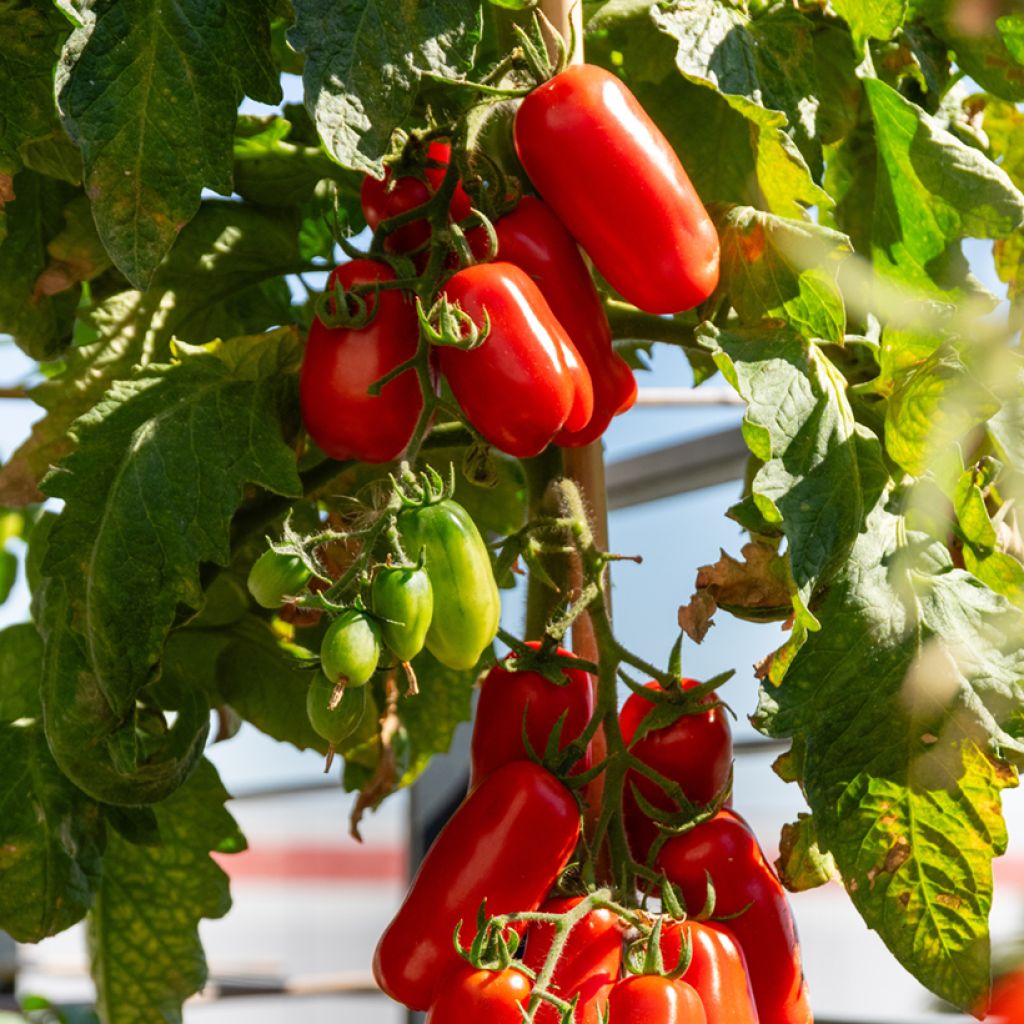 Pomodoro lungo San Marzano 2 Bio (semi)