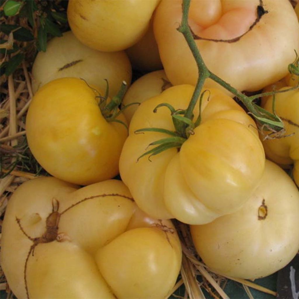 Tomate White Wonder Bio - Ferme de Sainte Marthe