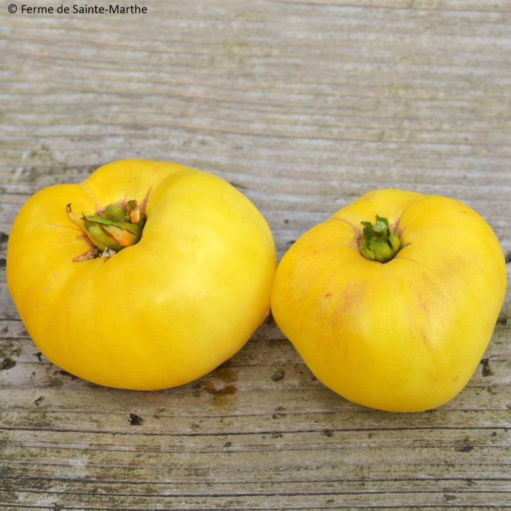 Tomate Yellow 1884 Pinkheart Bio - Ferme de Sainte Marthe