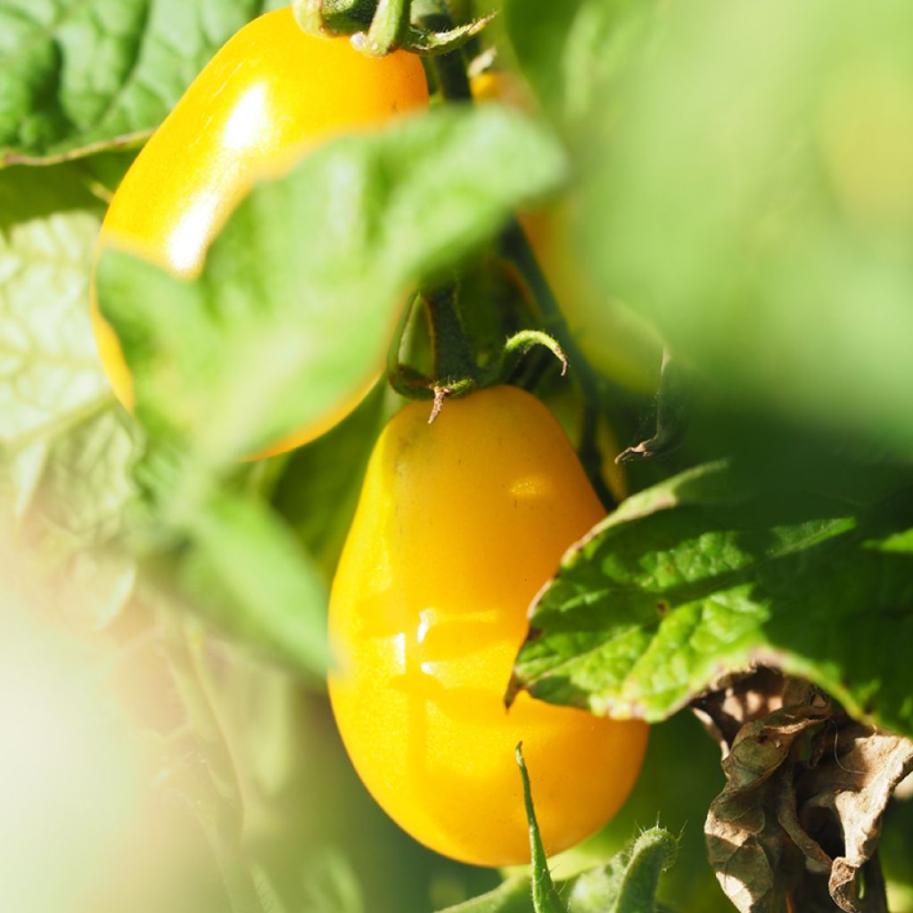 Pomodoro ciliegino Yellow Pearshaped BIO (semi)