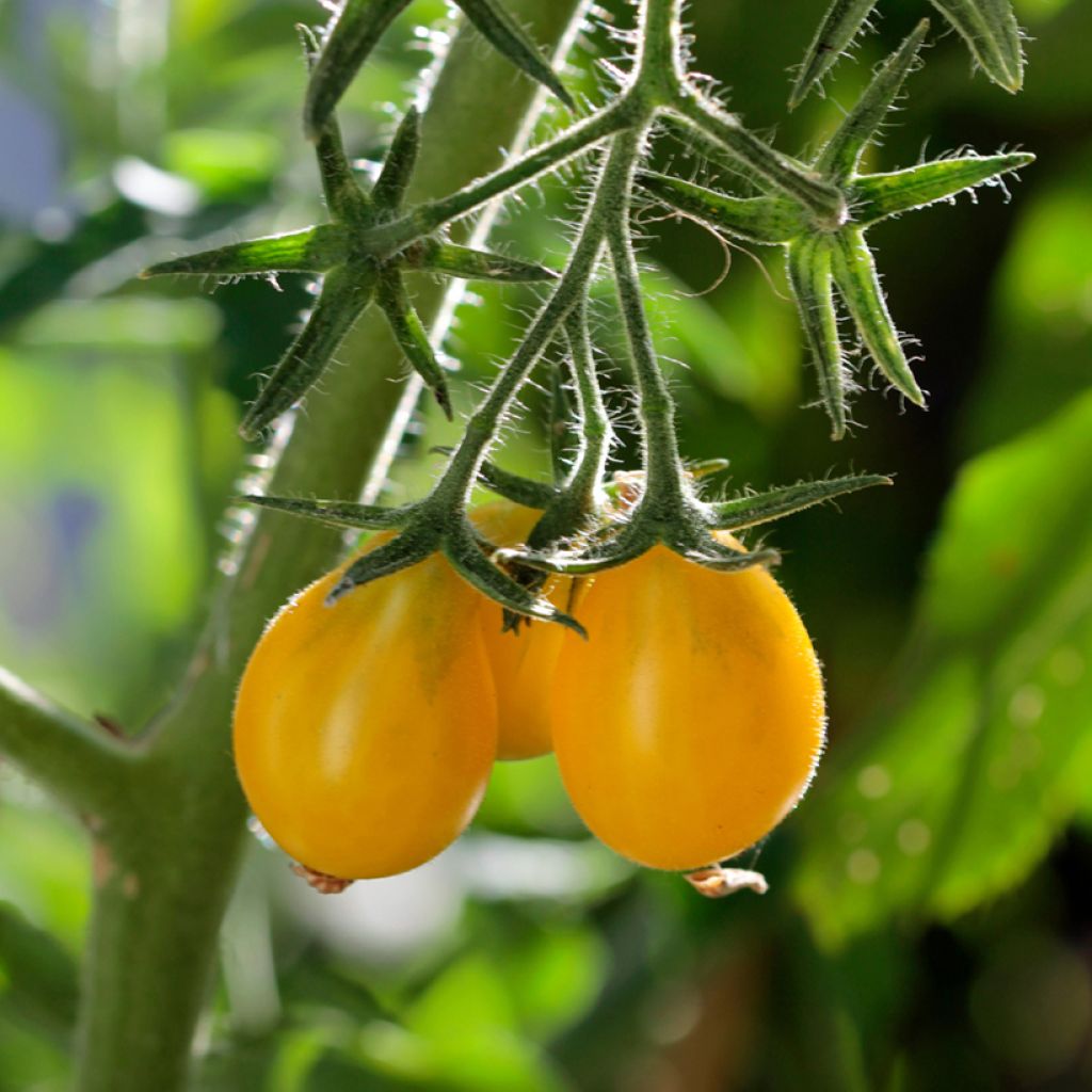 Pomodoro ciliegino Yellow Pearshaped BIO (semi)