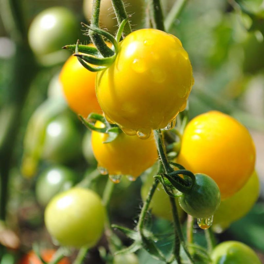 Tomate cerise Cherry Yellow en plants