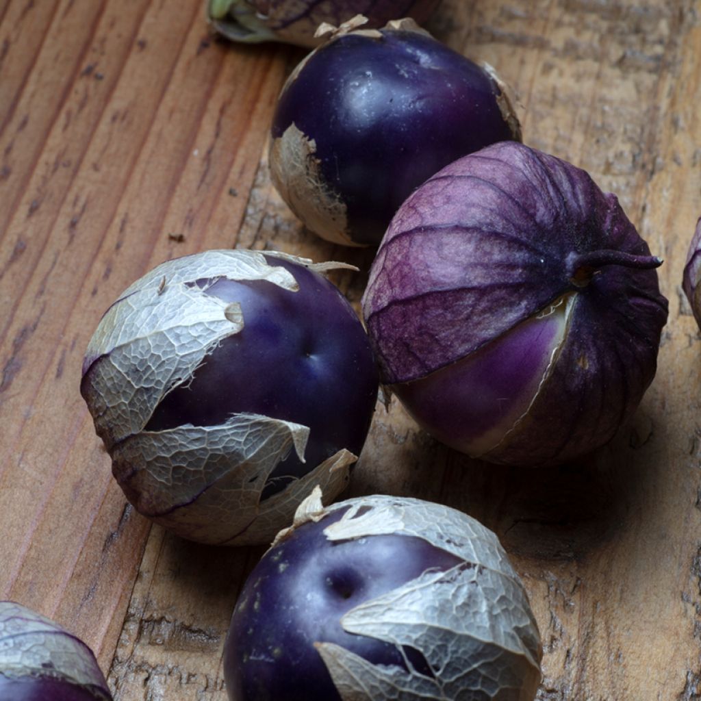 Physalis ixocarpa - Alchechengio vischioso