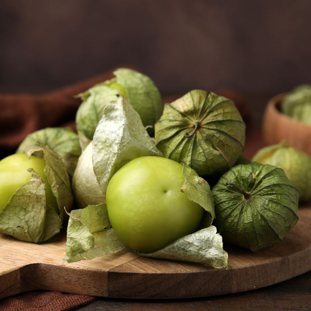 Physalis ixocarpa Bio - Ferme de Sainte Marthe - Alchechengio vischioso