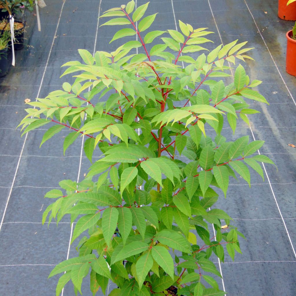 Toona sinensis Flamingo