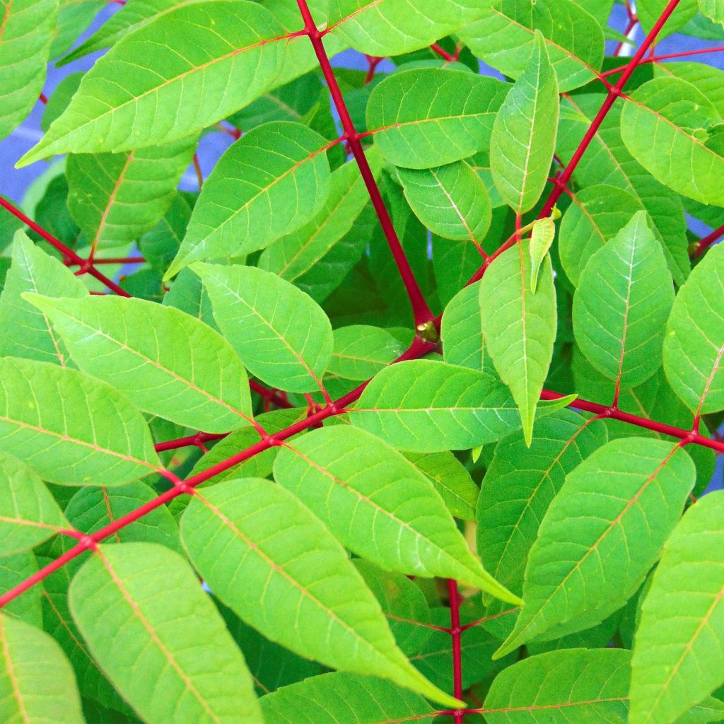 Toona sinensis Flamingo - Acajou de Chine