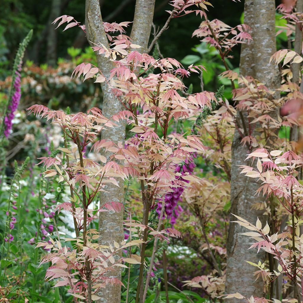 Toona sinensis Flamingo