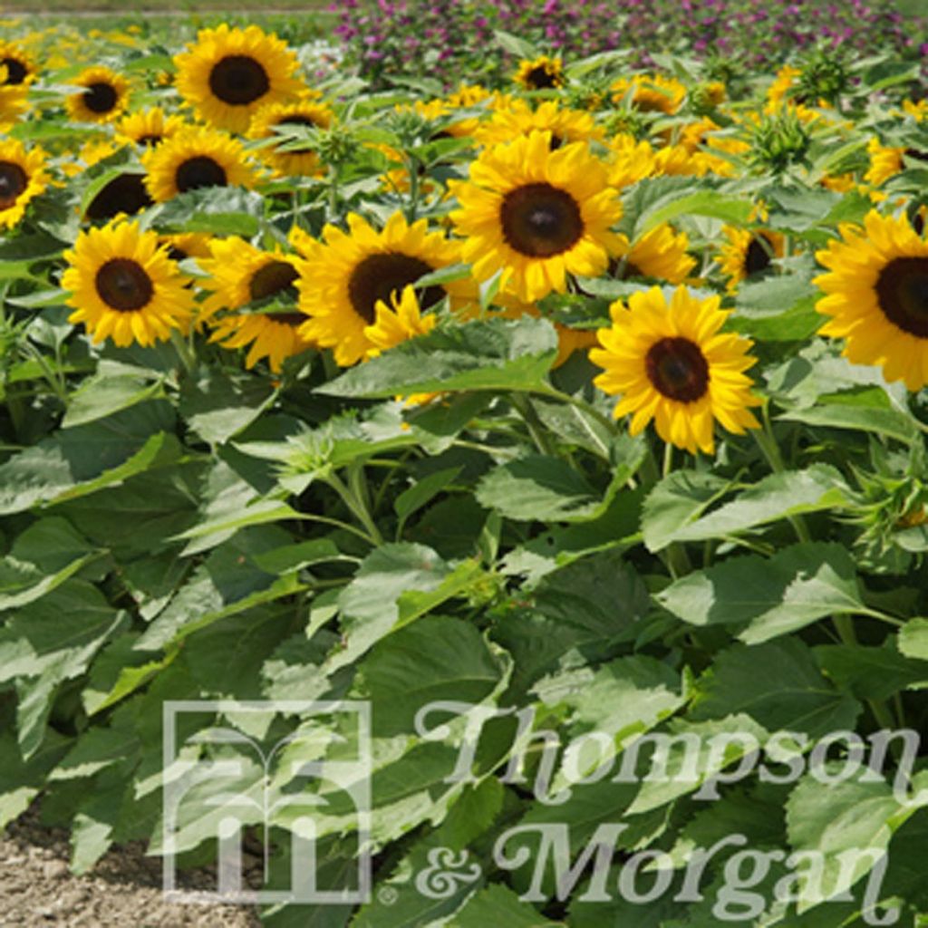 Graines de Tournesol nain Little Dorrit - Helianthus annuus x F1