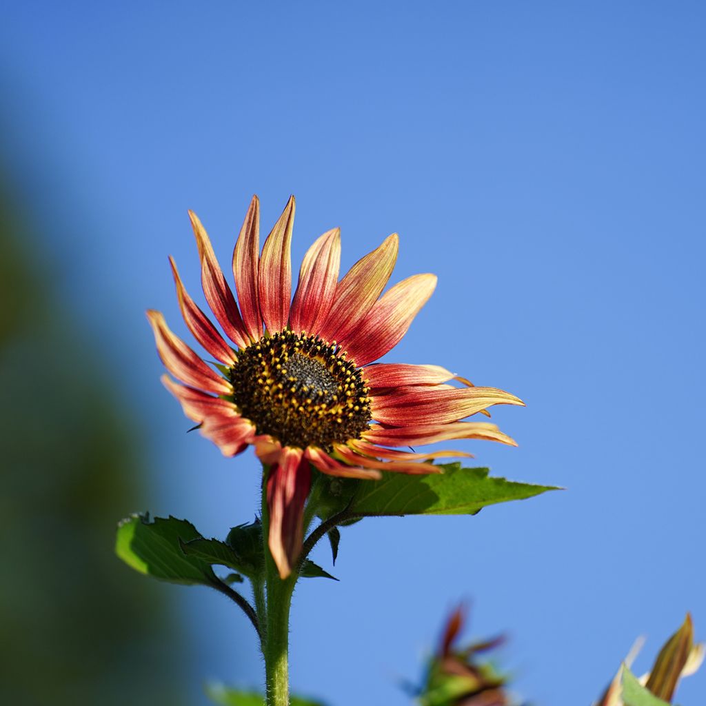 Tournesol nain Ms. Mars - Helianthus annuus Graines