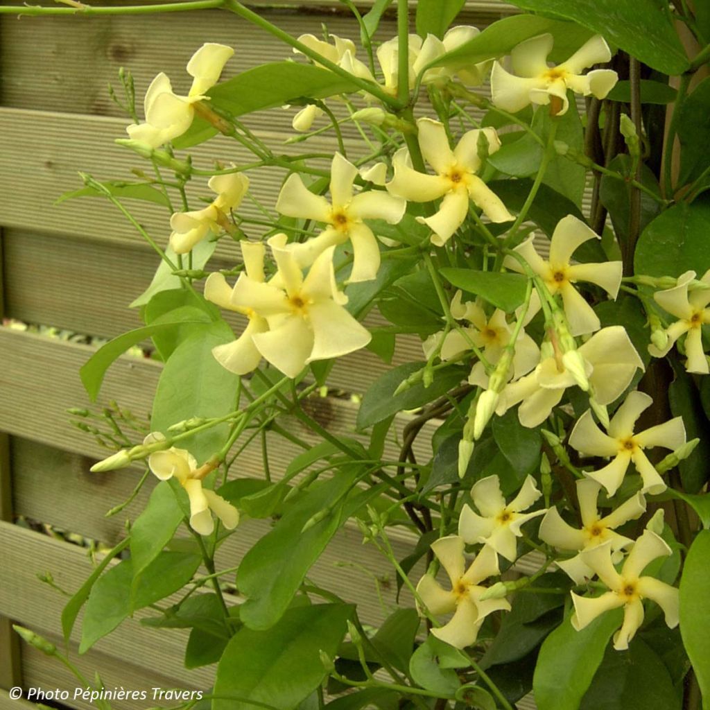 Trachelospermum Star of Toscane - Jasmin étoilé