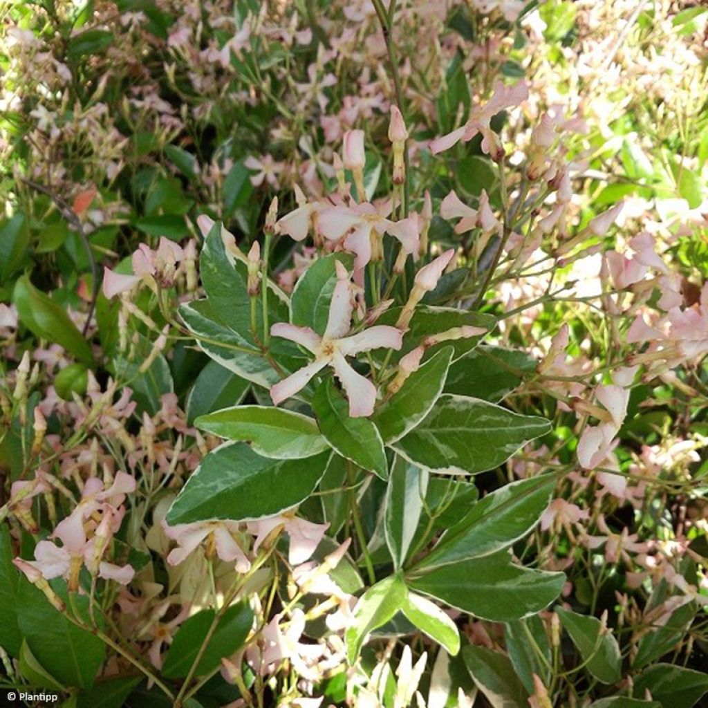 Trachelospermum asiaticum Star of Milano - Falso gelsomino asiatico