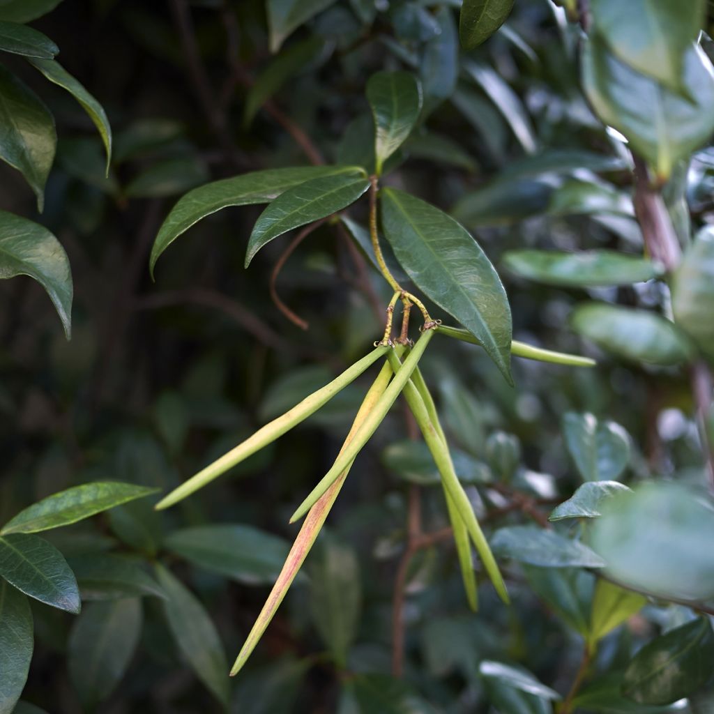 Trachelospermum asiaticum Chili & Vanilla Livano - Falso gelsomino asiatico