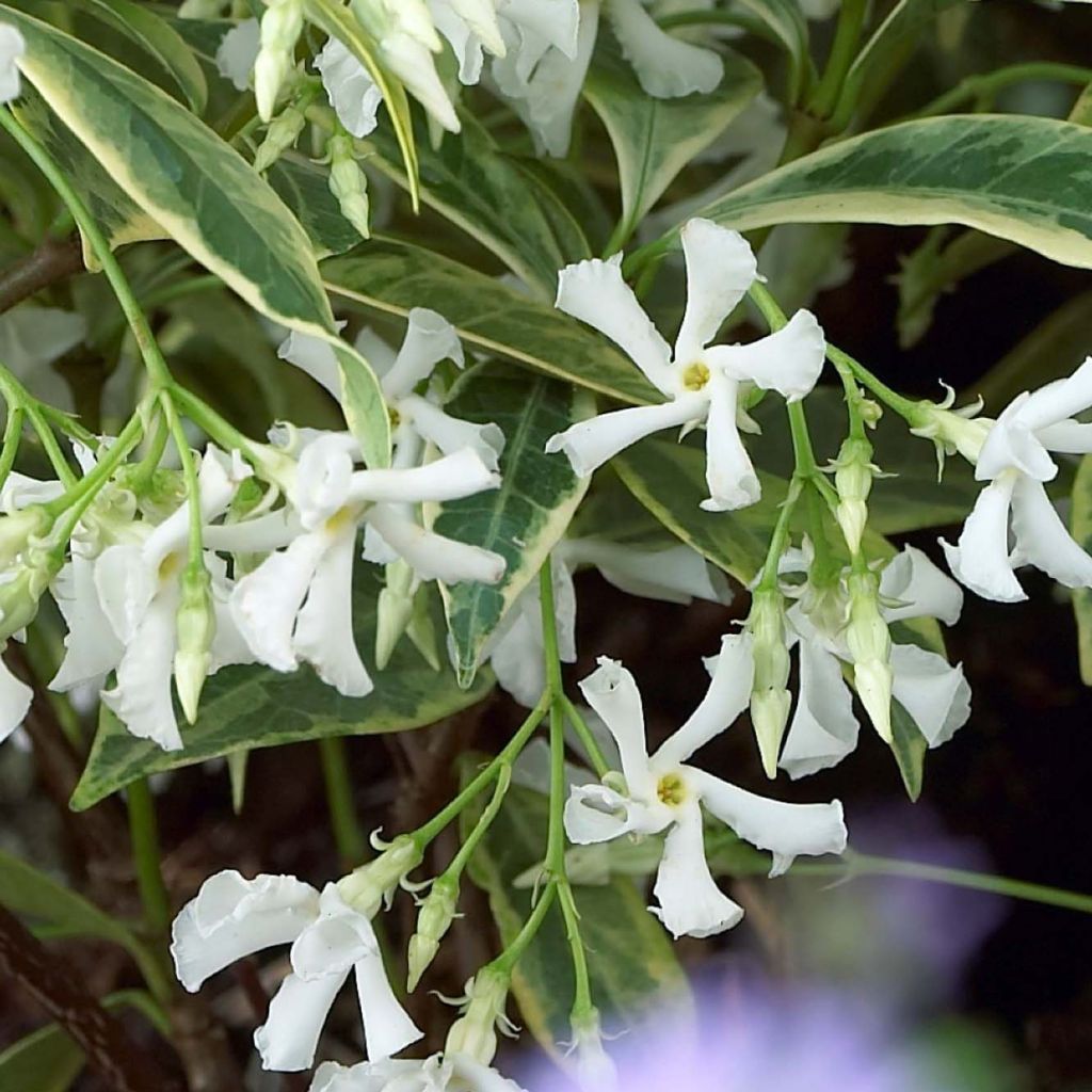 Trachelospermum jasminoides Sun Lover - Jasmin étoilé