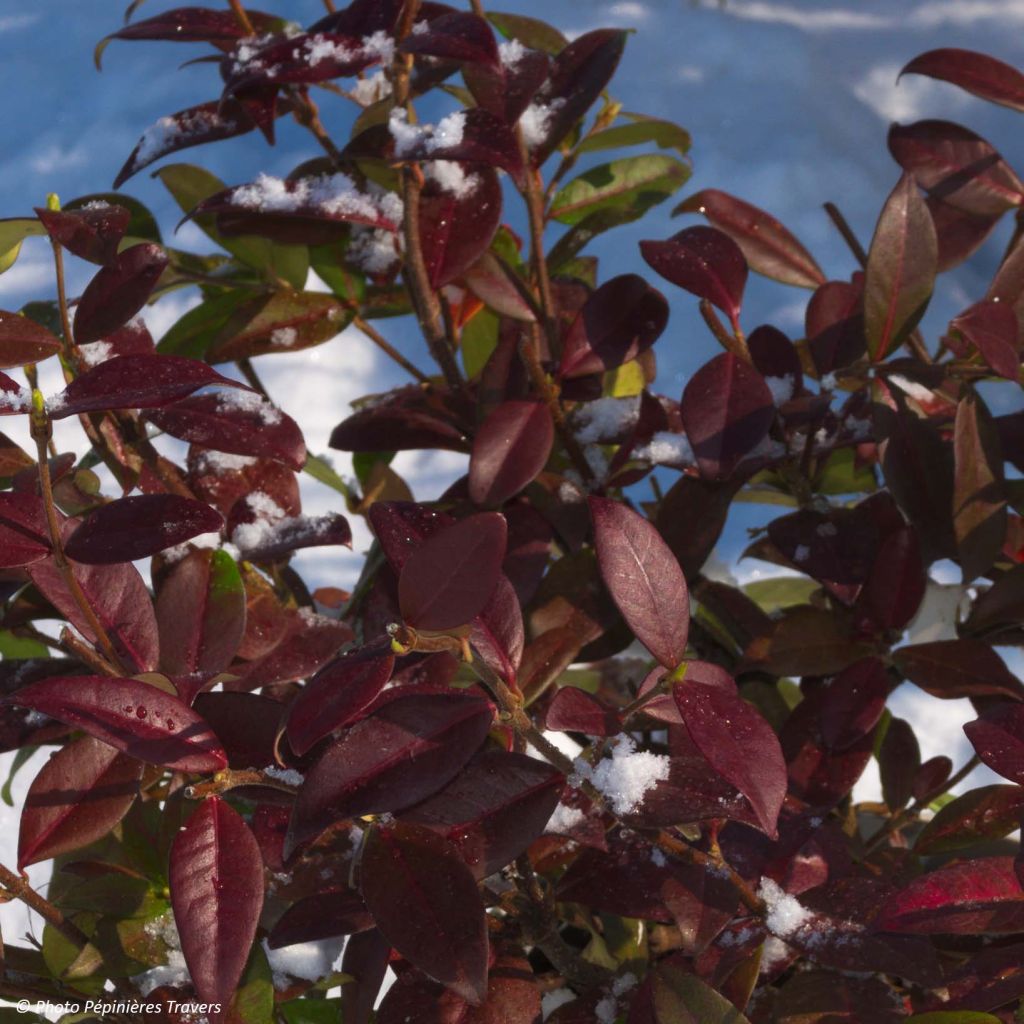 Trachelospermum jasminoides Winter Ruby 'Trared - Falso gelsomino