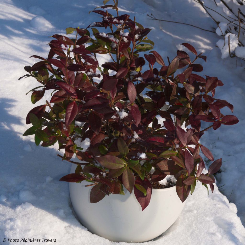 Trachelospermum jasminoides Winter Ruby 'Trared - Falso gelsomino