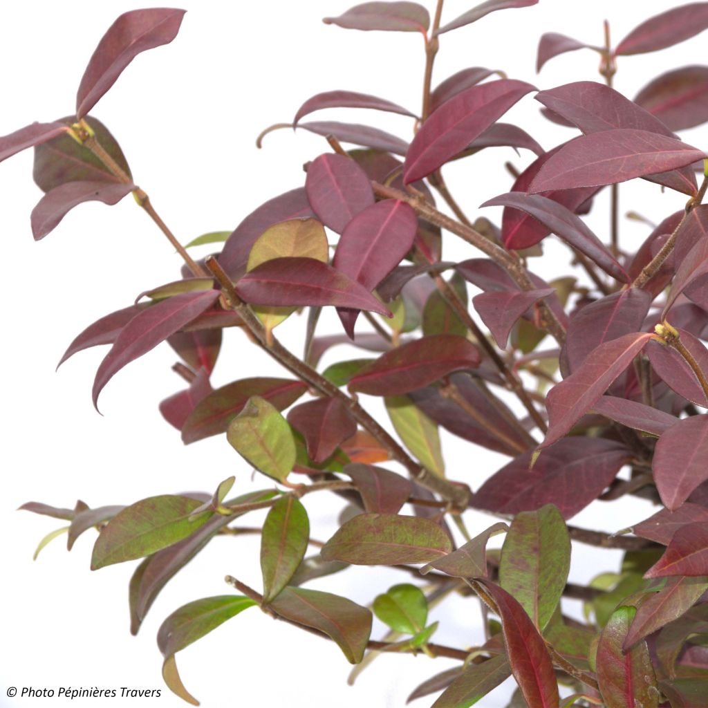 Trachelospermum jasminoides Winter Ruby 'Trared - Falso gelsomino