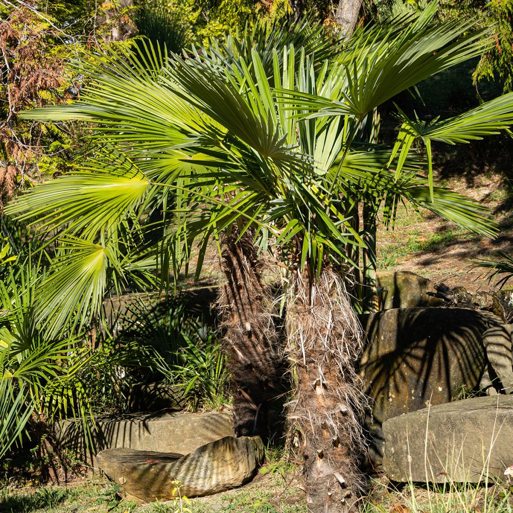 Trachycarpus fortunei - Palma di Fortune