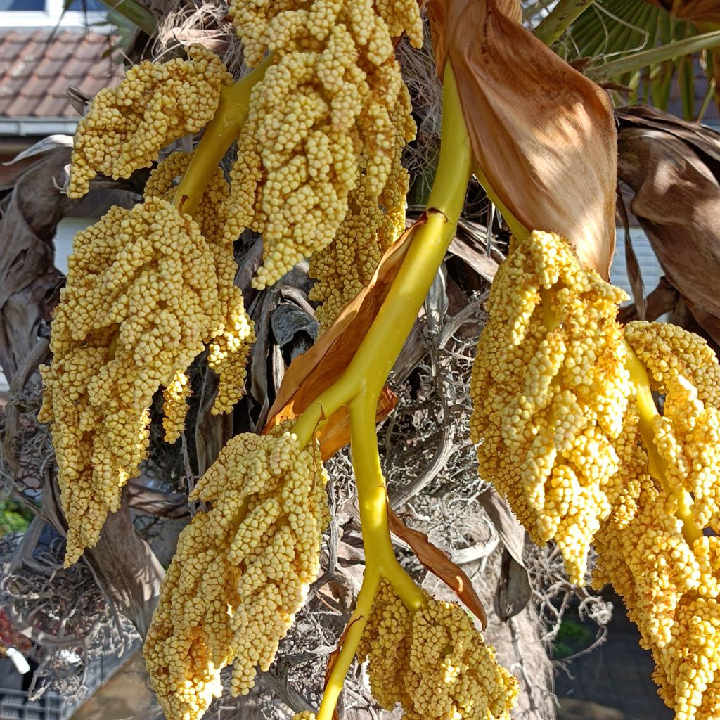 Trachycarpus fortunei - Palma di Fortune