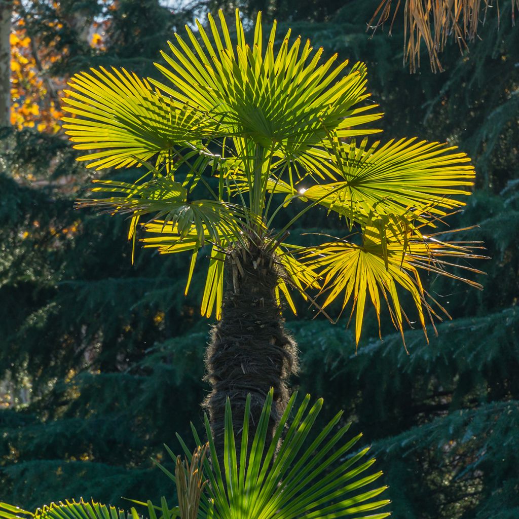 Trachycarpus fortunei - Palma di Fortune