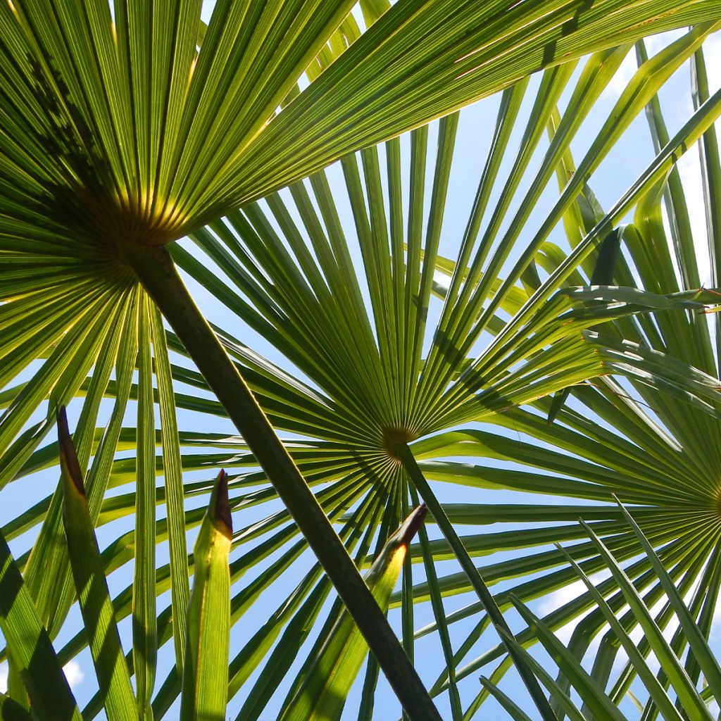 Trachycarpus fortunei - Palma di Fortune