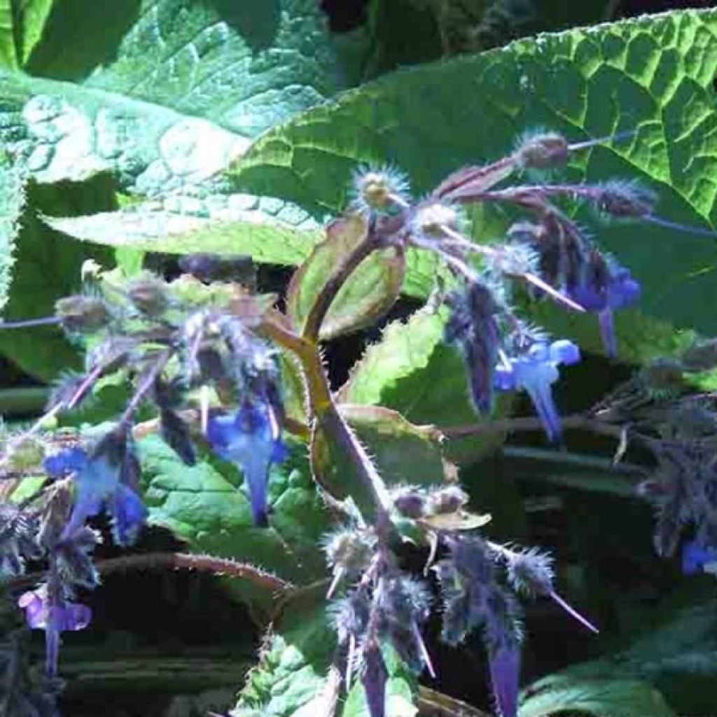 Trachystemon orientalis