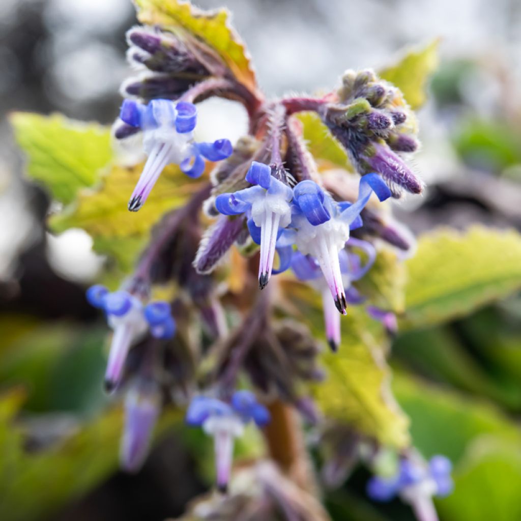 Trachystemon orientalis Sundew