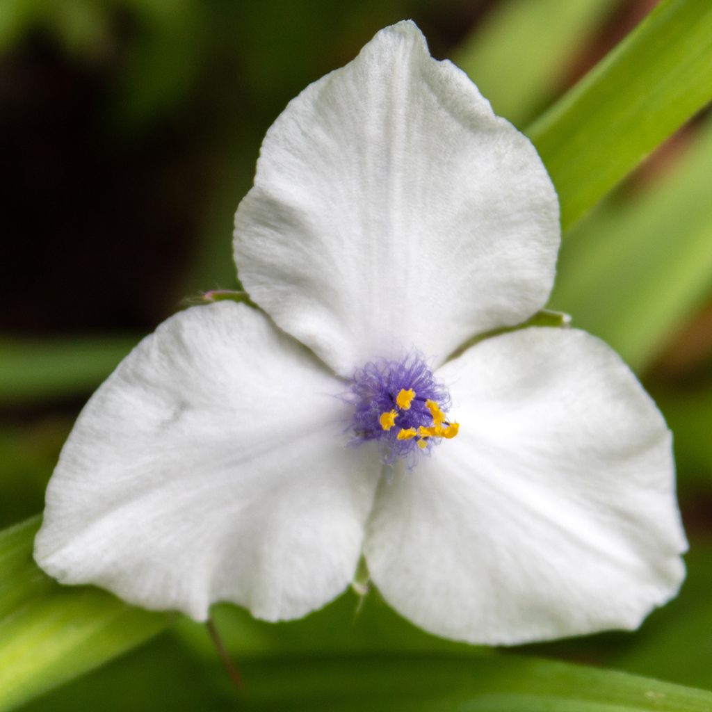 Tradescantia andersoniana Osprey