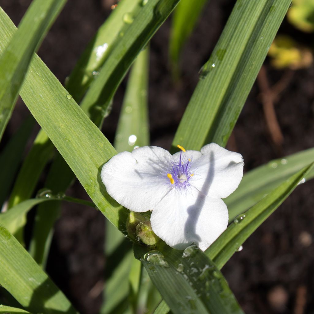 Tradescantia andersoniana Osprey