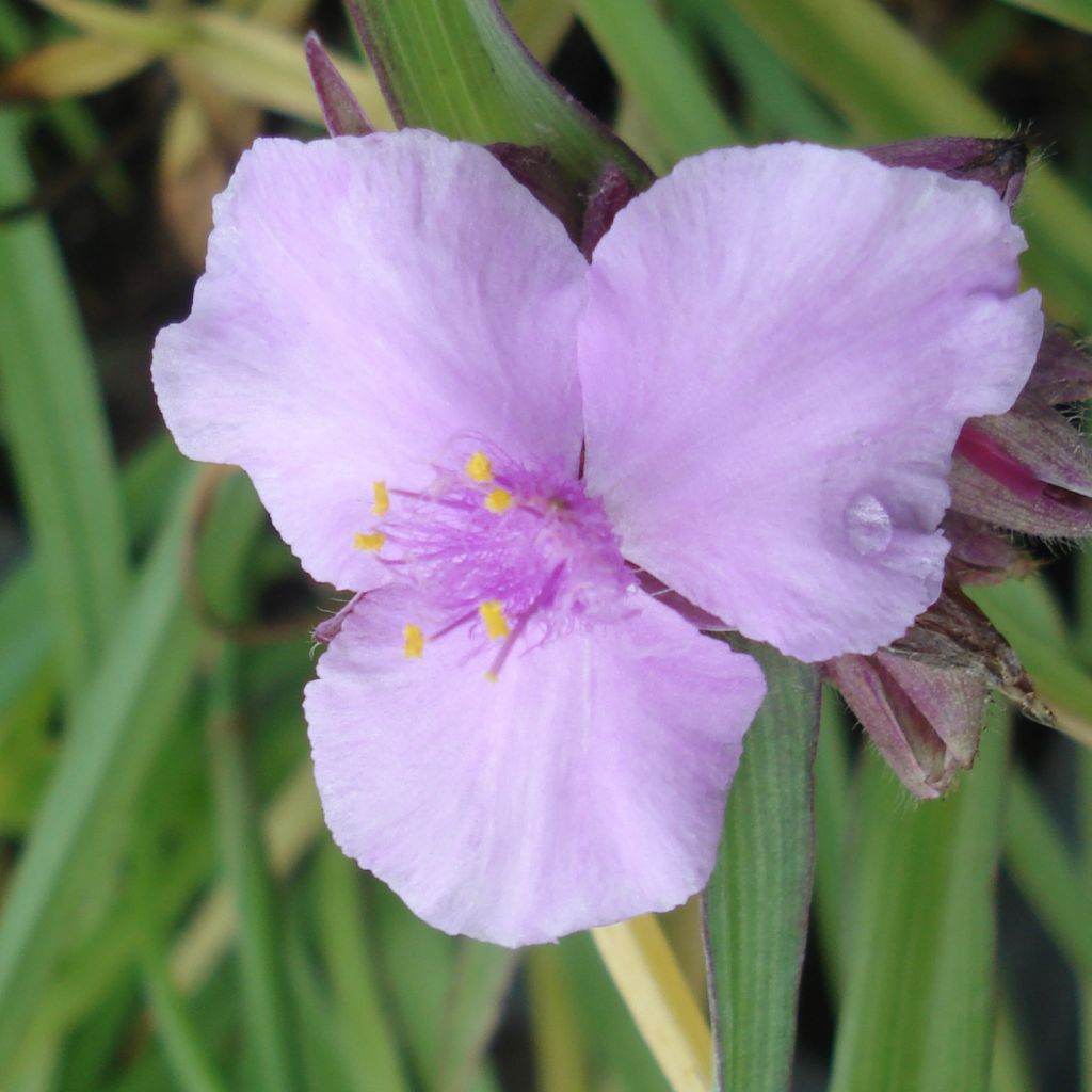 Tradescantia Perinne's Pink - Ephémère de Virginie