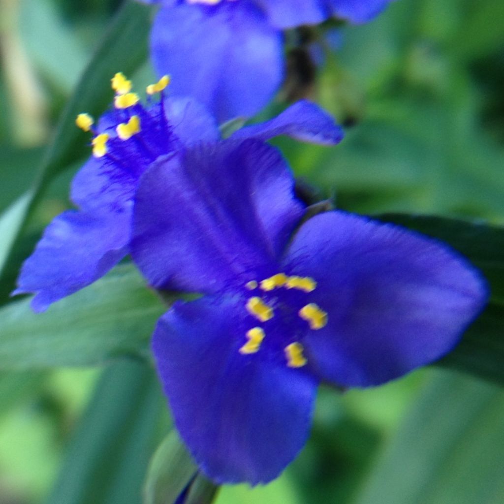 Tradescantia andersoniana Isis