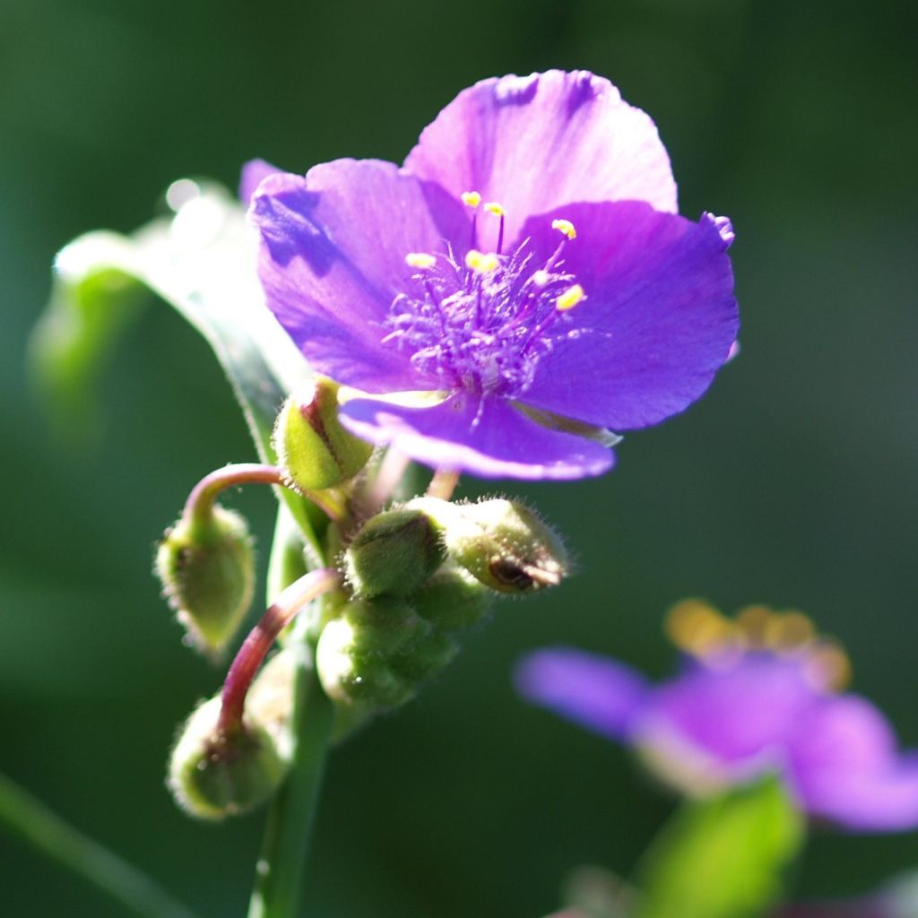 Tradescantia andersoniana Karminglut