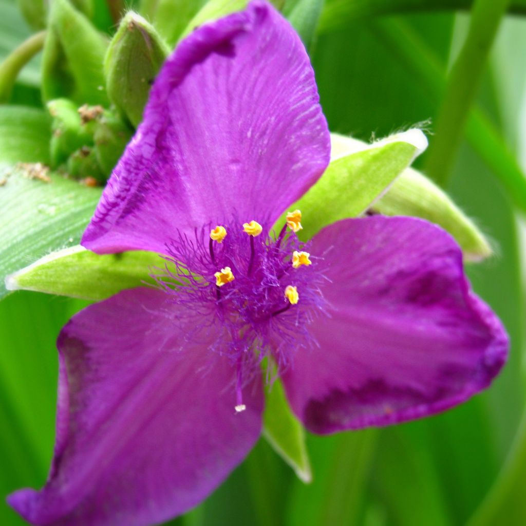 Tradescantia andersoniana Karminglut