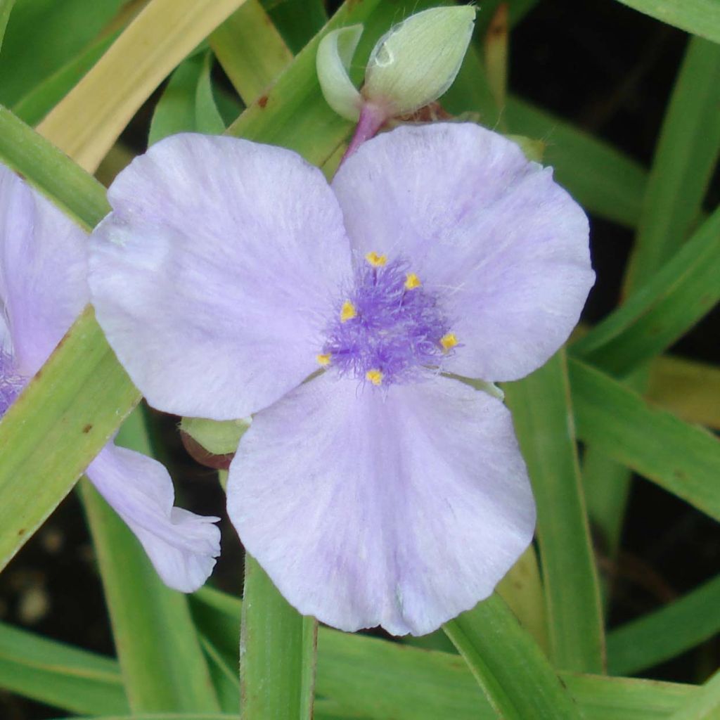 Tradescantia andersoniana Little Doll