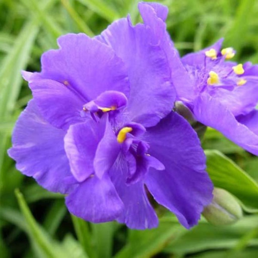 Ephémère de Virginie - Tradescantia virginiana Zwanenburg Blue