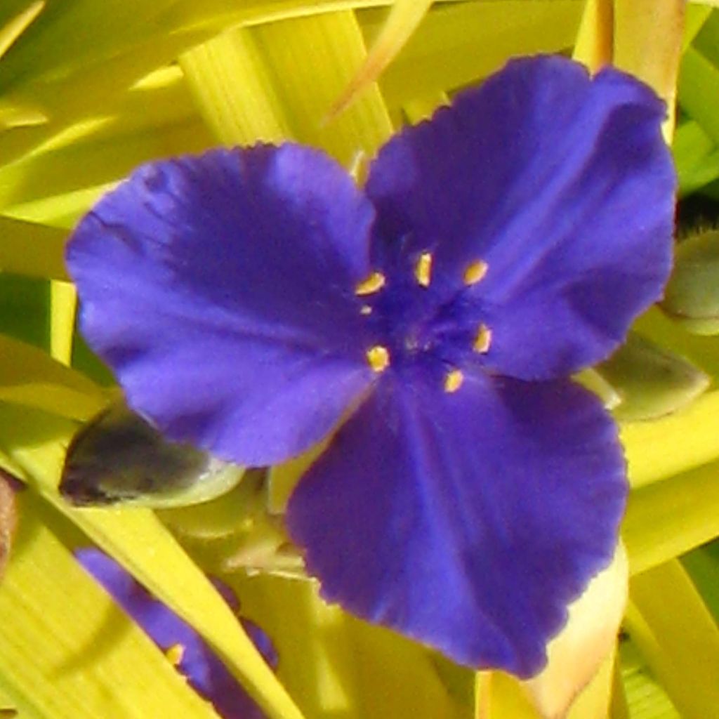 Éphémère de Virginie - Tradescantia x andersoniana Sweet Kate