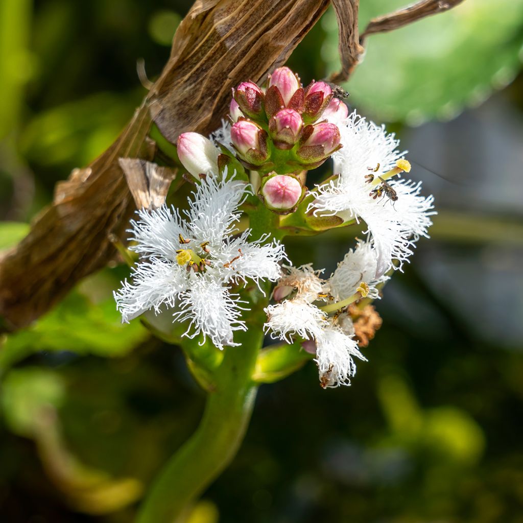 Menyanthes trifoliata - Trifoglio fibrino