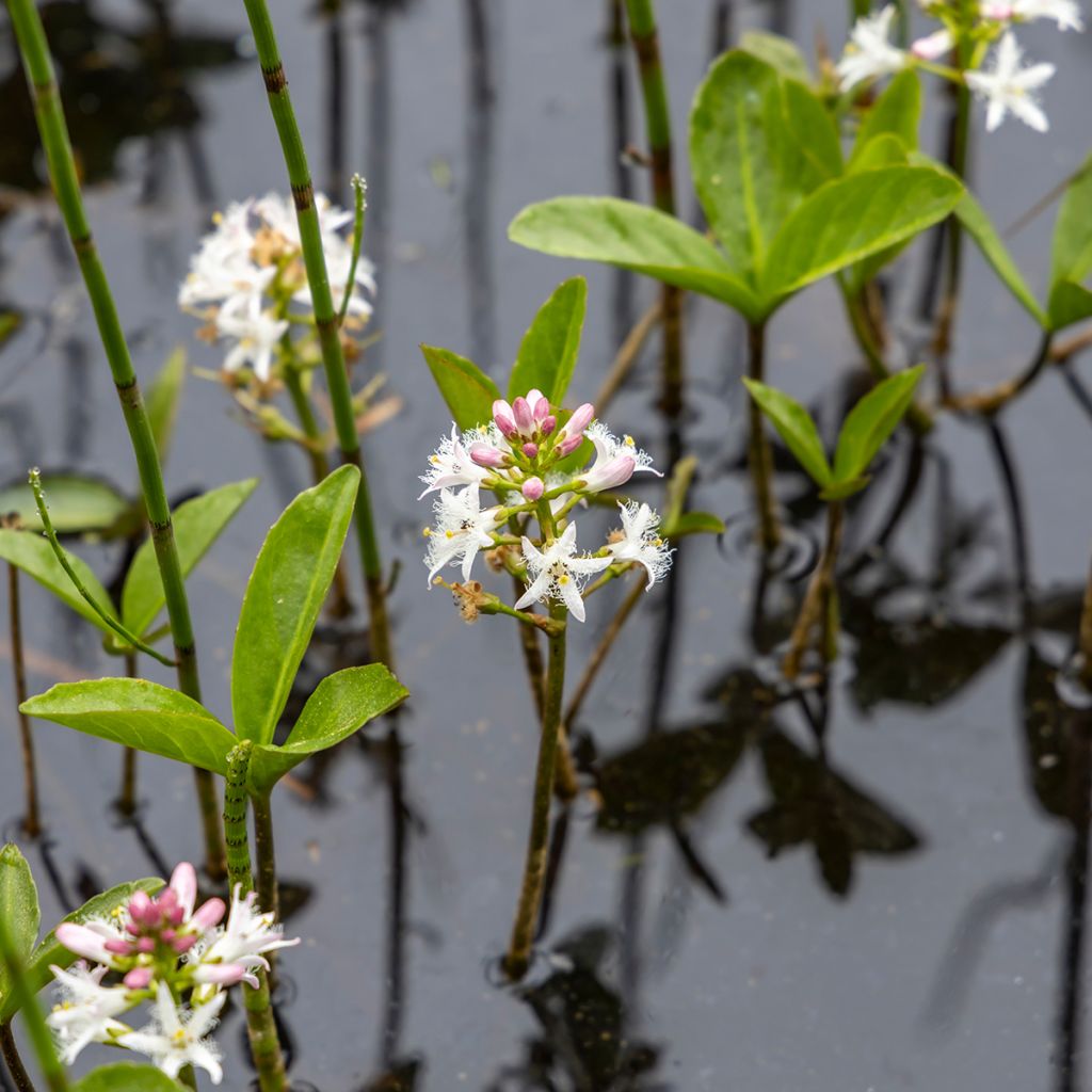 Menyanthes trifoliata - Trifoglio fibrino