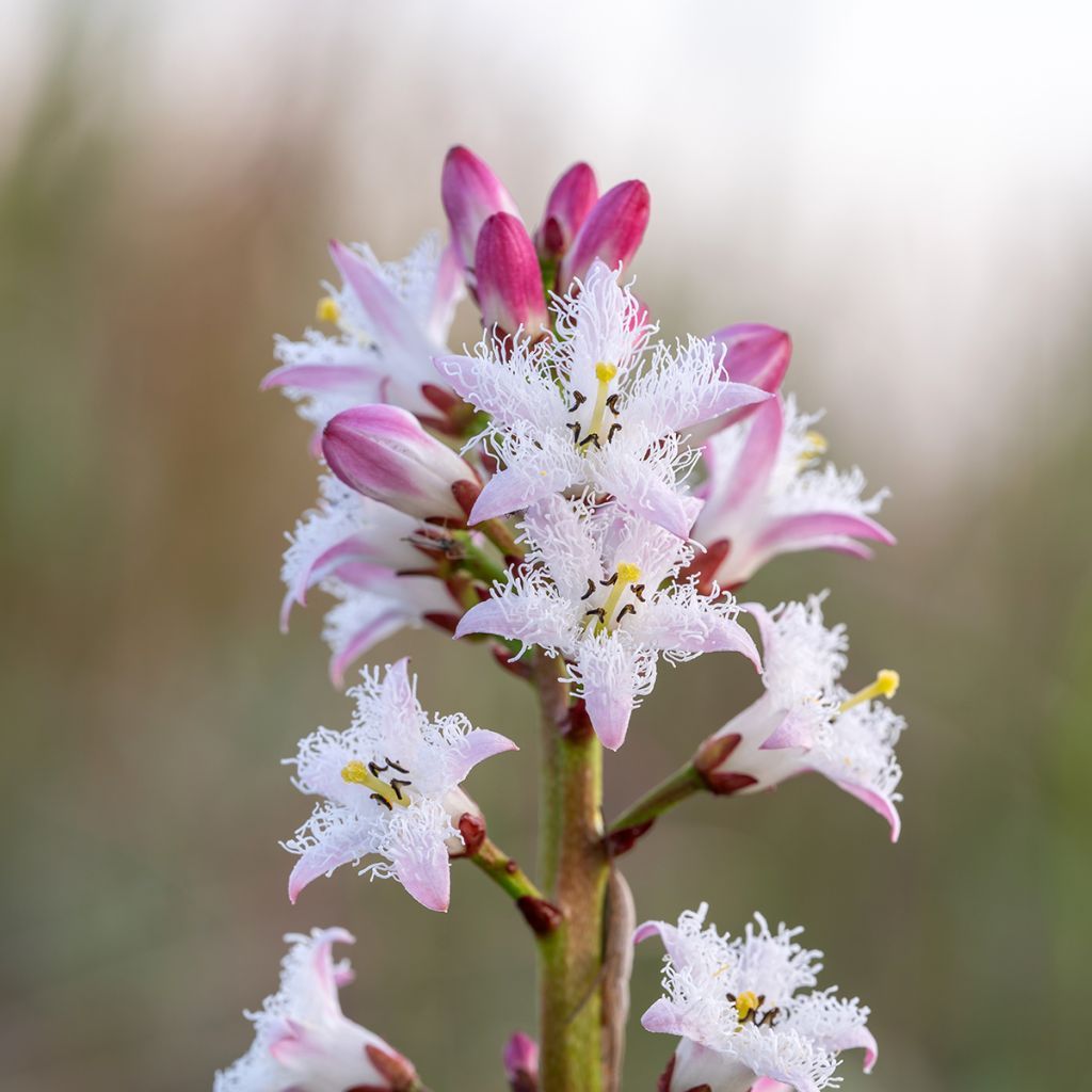 Menyanthes trifoliata - Trifoglio fibrino