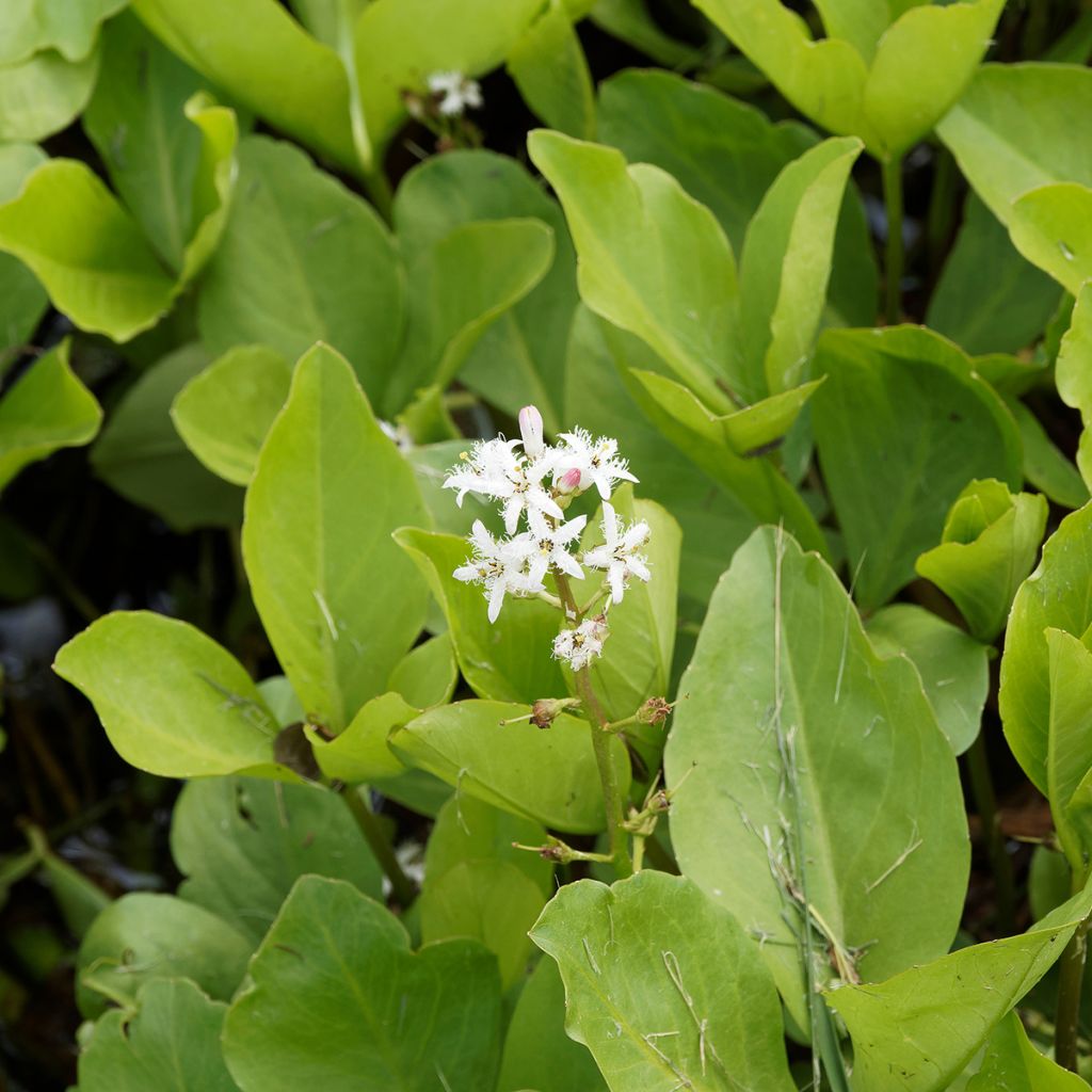 Menyanthes trifoliata - Trifoglio fibrino