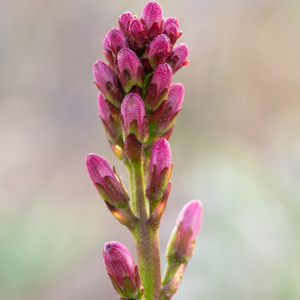 Menyanthes trifoliata - Trifoglio fibrino