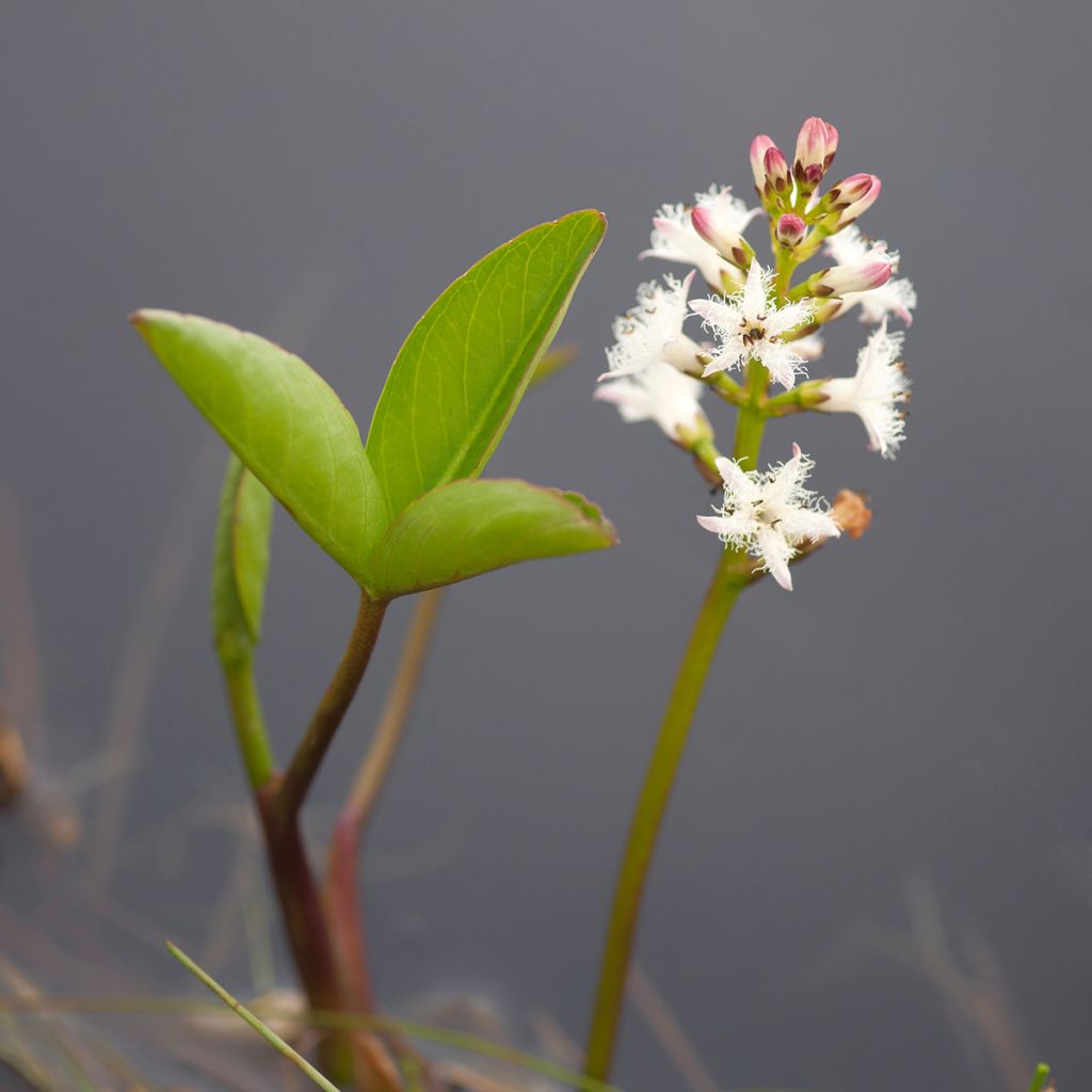 Menyanthes trifoliata - Trifoglio fibrino