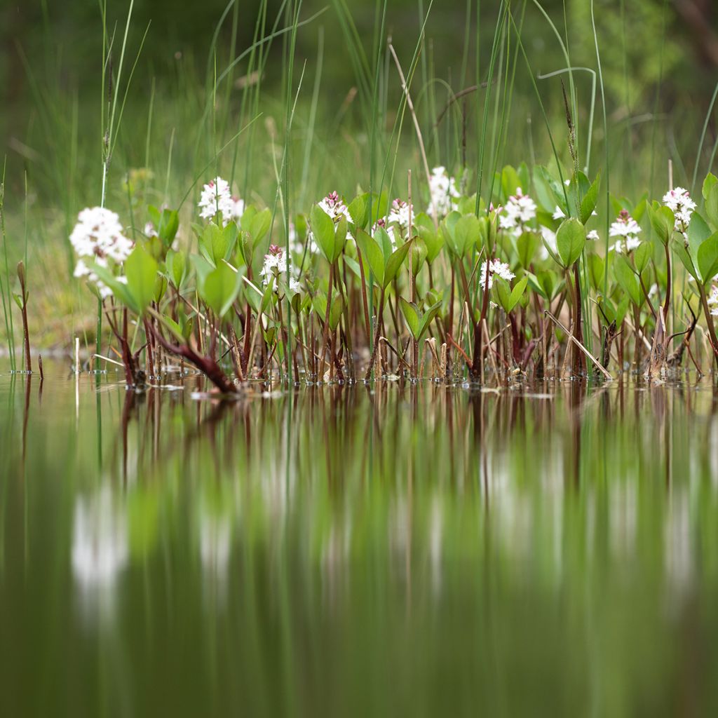 Menyanthes trifoliata - Trifoglio fibrino