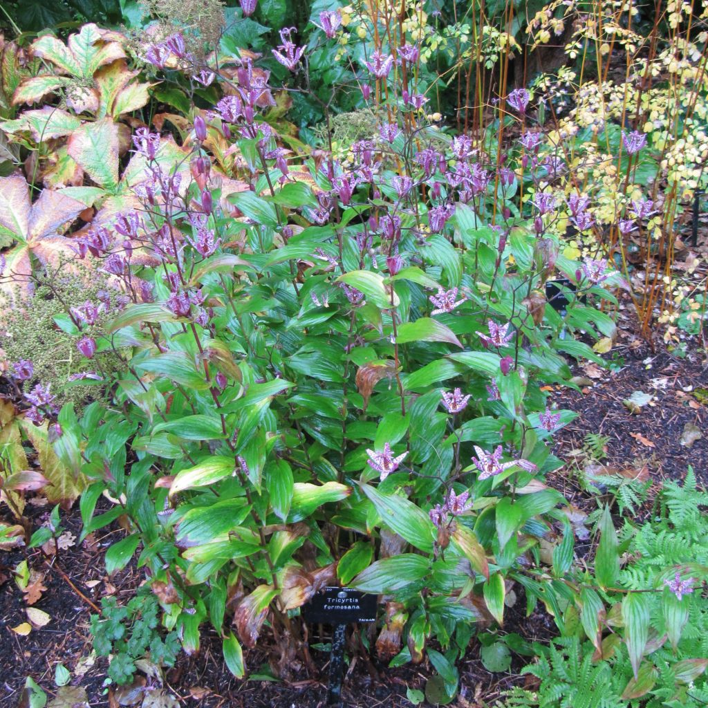 Tricyrtis formosana