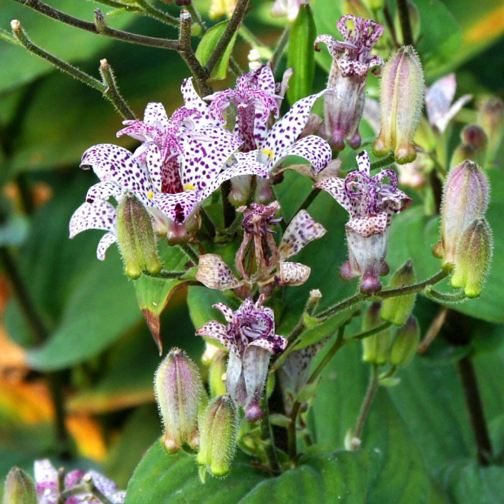 Tricyrtis formosana