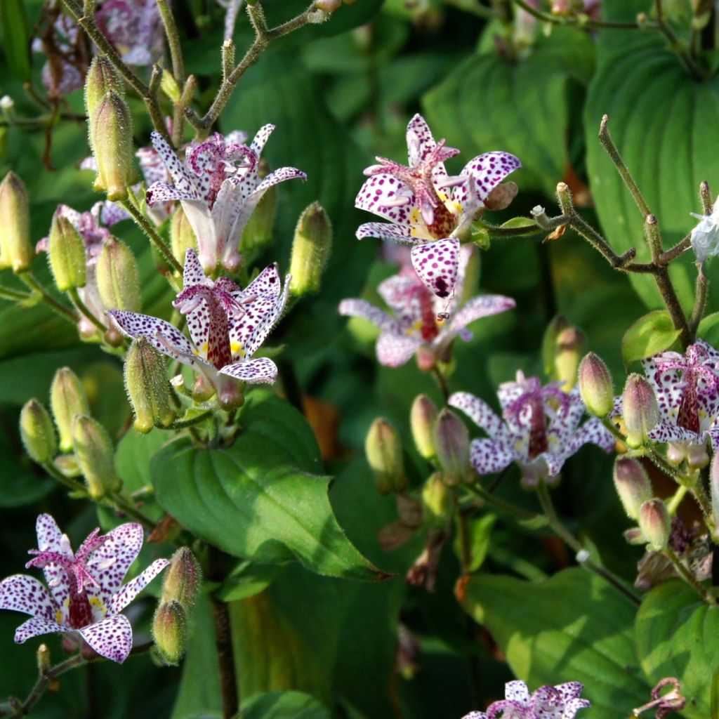 Tricyrtis formosana