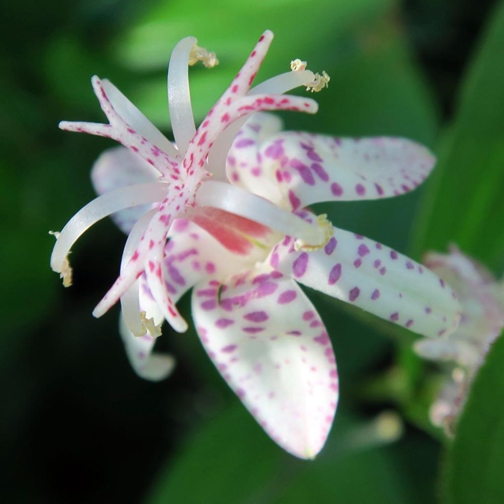 Tricyrtis macropoda